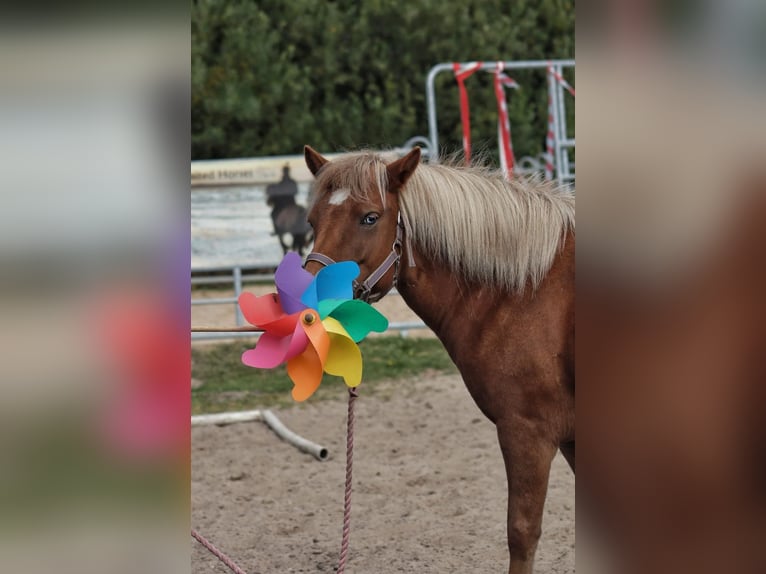 Caballos islandeses Yegua 9 años 138 cm Alazán in Mining