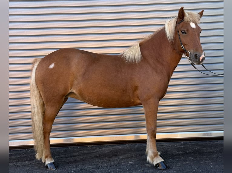 Caballos islandeses Yegua 9 años 138 cm Alazán in Mining