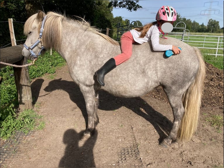 Caballos islandeses Yegua 9 años 139 cm Tordo rodado in Edemissen