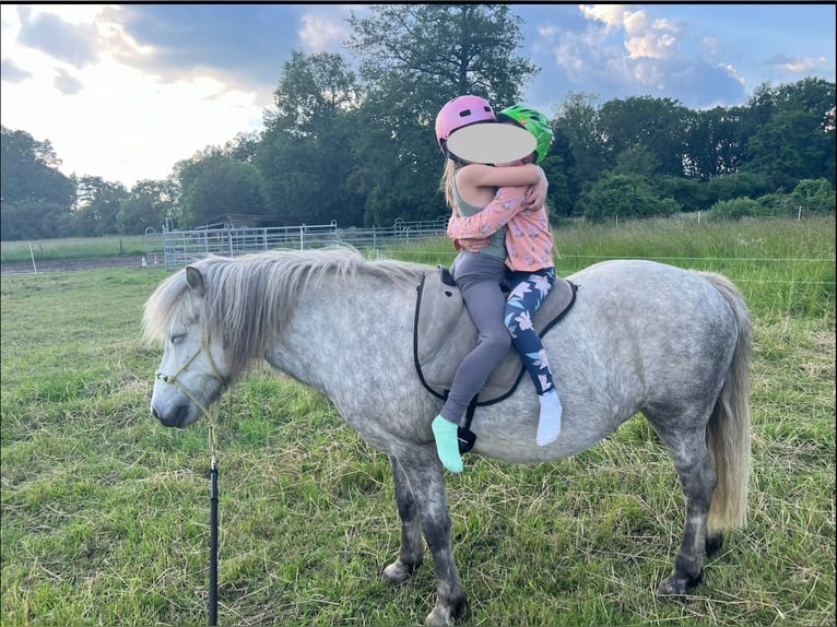 Caballos islandeses Yegua 9 años 139 cm Tordo rodado in Edemissen