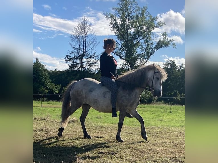 Caballos islandeses Yegua 9 años 139 cm Tordo rodado in Edemissen