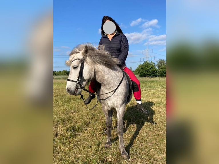 Caballos islandeses Yegua 9 años 139 cm Tordo rodado in Edemissen