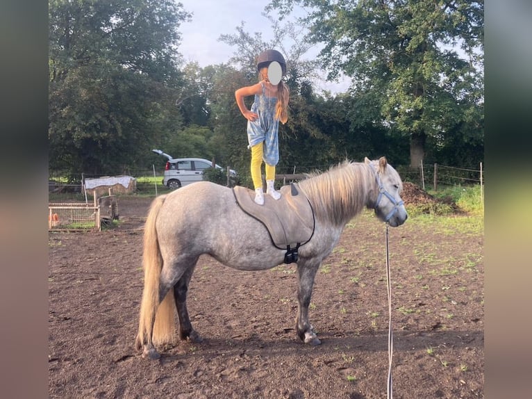 Caballos islandeses Yegua 9 años 139 cm Tordo rodado in Edemissen