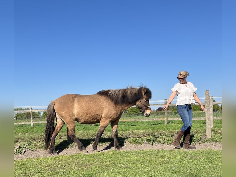 Caballos islandeses Yegua 9 años 140 cm Bayo in Langenhagen
