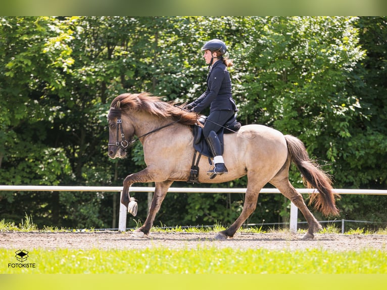 Caballos islandeses Yegua 9 años 140 cm Bayo in Lochen am See