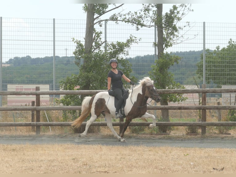 Caballos islandeses Yegua 9 años 140 cm Pío in Euskirchen