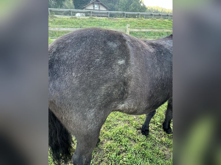 Caballos islandeses Yegua 9 años 140 cm Tordillo negro in Bad Abbach