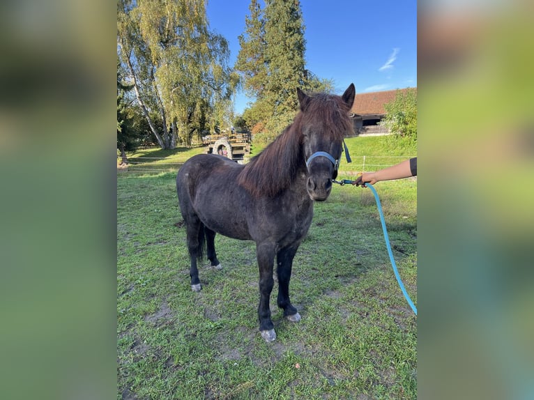 Caballos islandeses Yegua 9 años 140 cm Tordillo negro in Bad Abbach