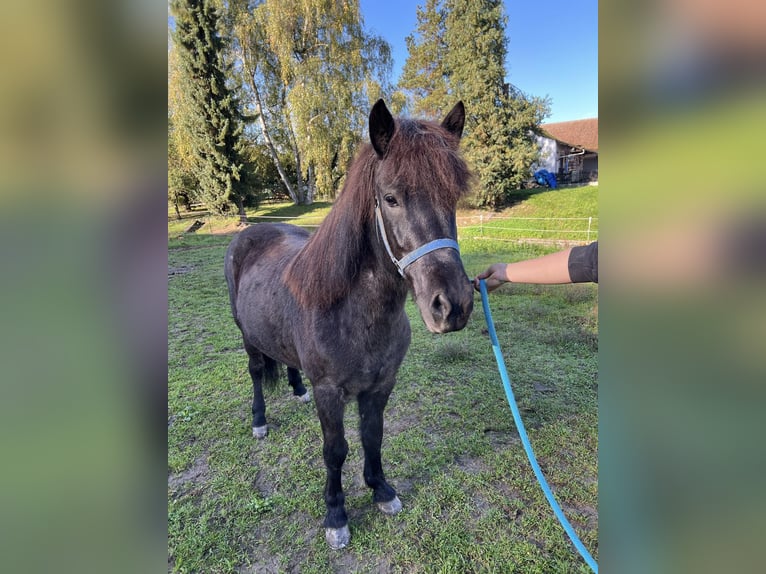 Caballos islandeses Yegua 9 años 140 cm Tordillo negro in Bad Abbach