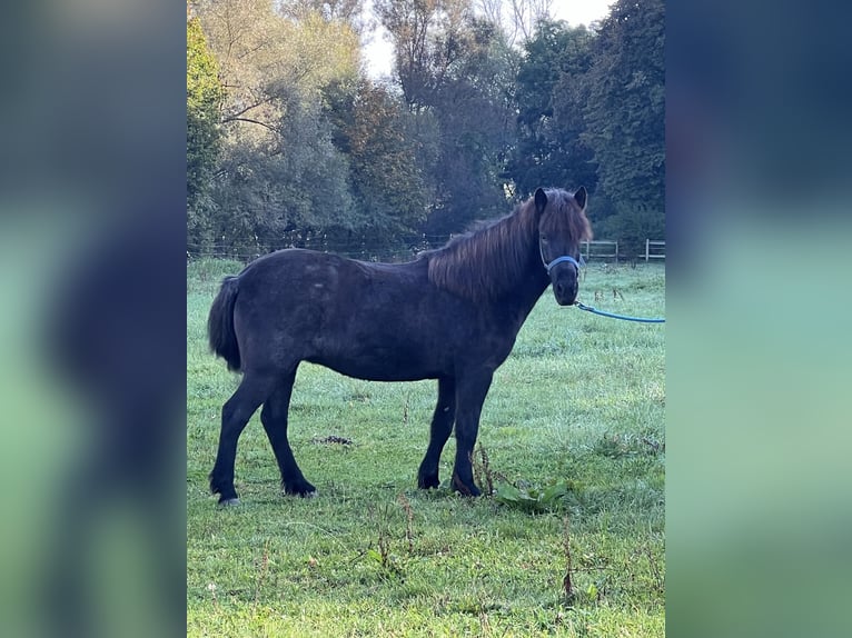 Caballos islandeses Yegua 9 años 140 cm Tordillo negro in Bad Abbach