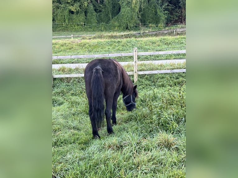 Caballos islandeses Yegua 9 años 140 cm Tordillo negro in Bad Abbach