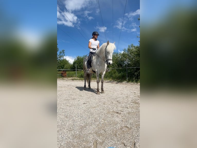 Caballos islandeses Yegua 9 años 140 cm Tordo in Bernau am Chiemsee