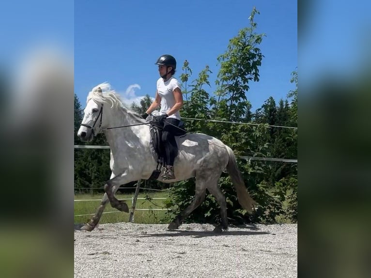 Caballos islandeses Yegua 9 años 140 cm Tordo in Bernau am Chiemsee