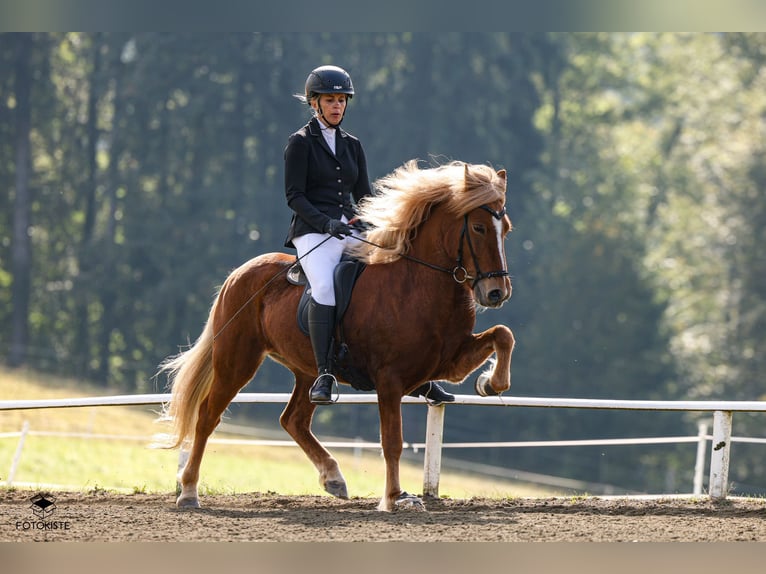 Caballos islandeses Yegua 9 años 141 cm Alazán in Taufkirchen an der Trattnach