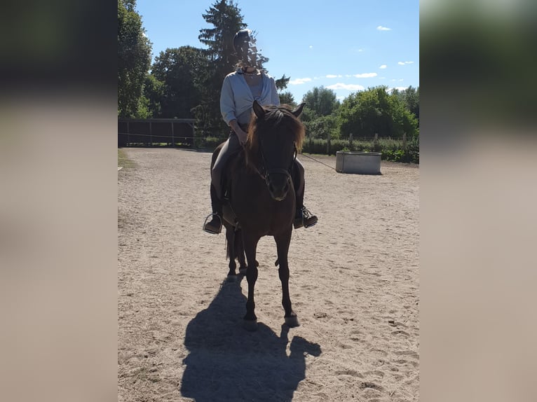 Caballos islandeses Yegua 9 años 141 cm Negro in Langenhagen