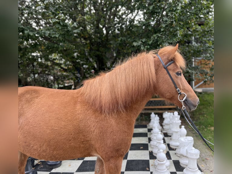 Caballos islandeses Yegua 9 años 142 cm Alazán in Lochen am See