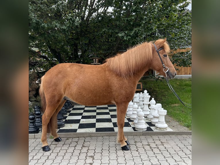 Caballos islandeses Yegua 9 años 142 cm Alazán in Lochen am See