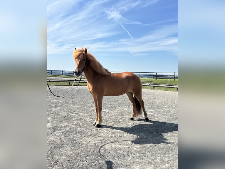 Caballos islandeses Yegua 9 años 142 cm Alazán in Overath