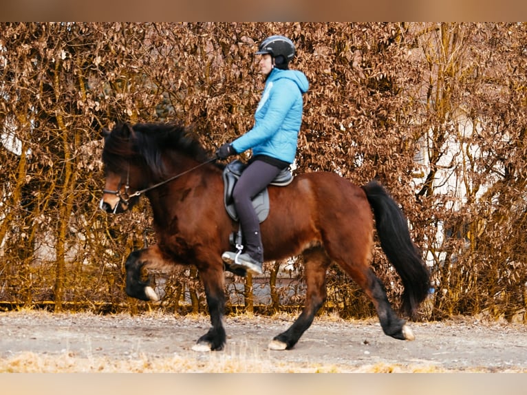 Caballos islandeses Yegua 9 años 142 cm Castaño in Taufkirchen an der Trattnach