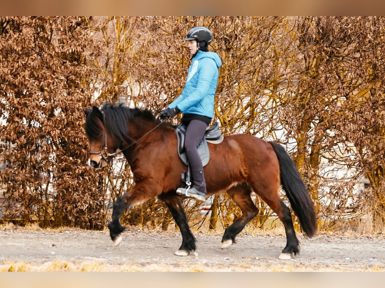 Caballos islandeses Yegua 9 años 142 cm Castaño in Taufkirchen an der Trattnach