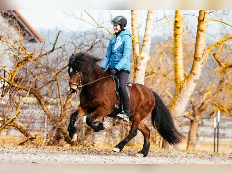 Caballos islandeses Yegua 9 años 142 cm Castaño in Taufkirchen an der Trattnach