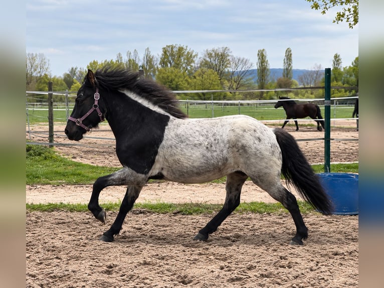 Caballos islandeses Yegua 9 años 142 cm Ruano azulado in Muggensturm
