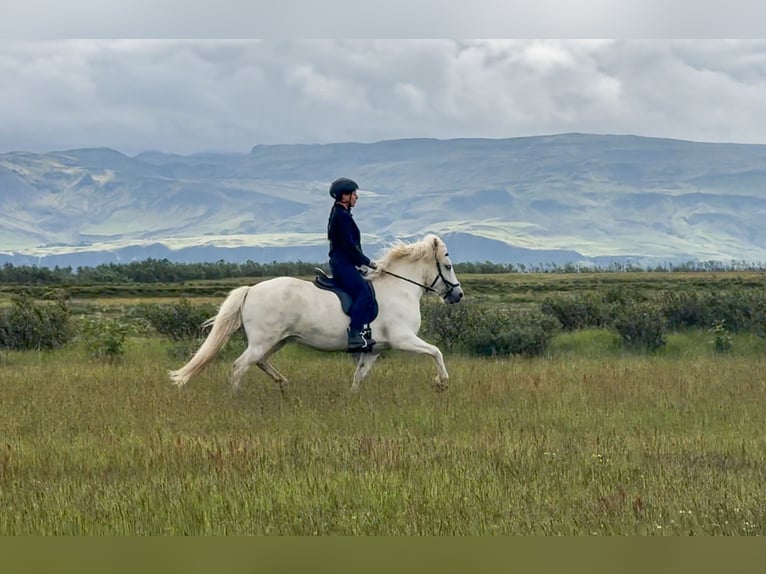 Caballos islandeses Yegua 9 años 142 cm Tordo in Hvolsv&#xF6;llur