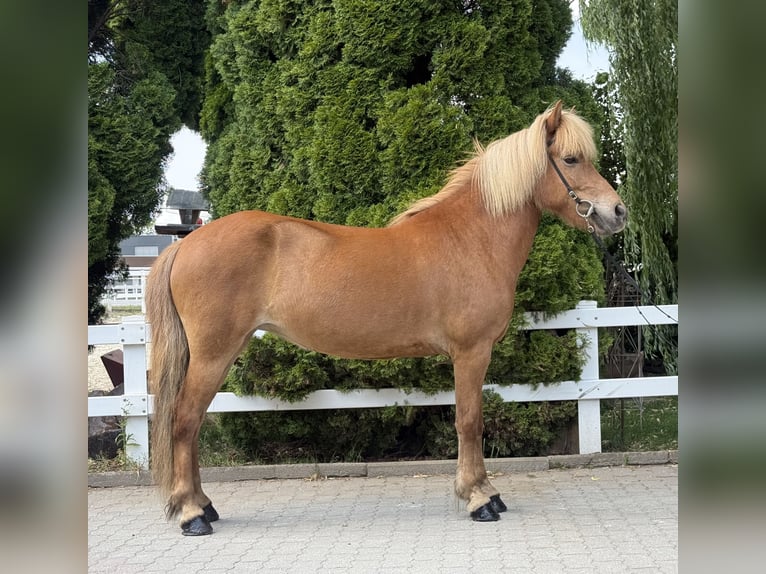 Caballos islandeses Yegua 9 años 143 cm Alazán in Lochen am See