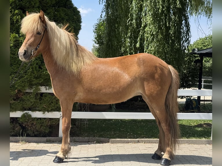 Caballos islandeses Yegua 9 años 143 cm Alazán in Lochen am See