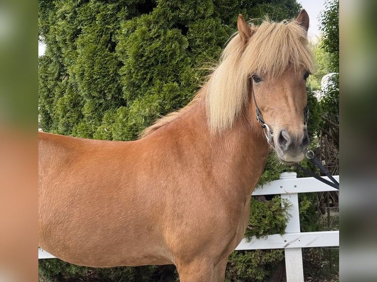 Caballos islandeses Yegua 9 años 143 cm Alazán in Lochen am See
