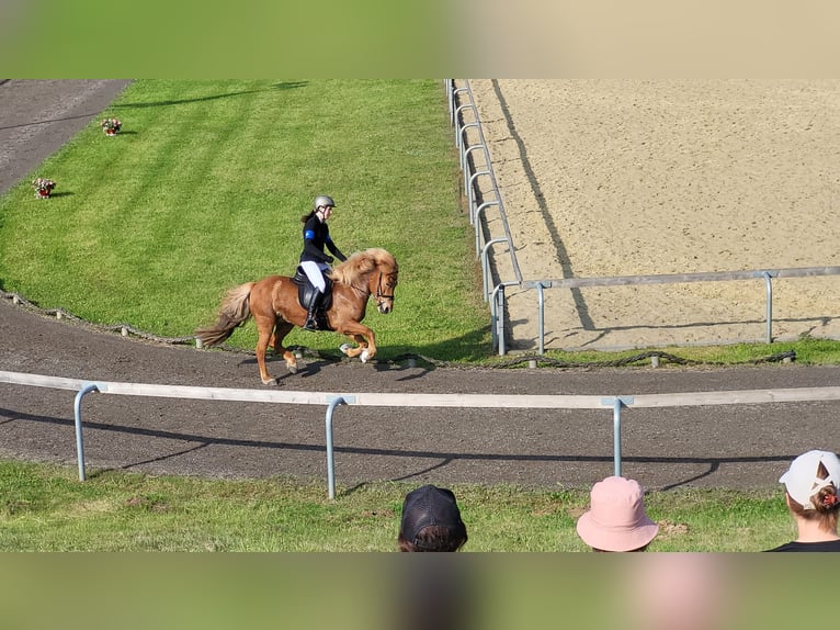 Caballos islandeses Yegua 9 años 143 cm Alazán in Pirna