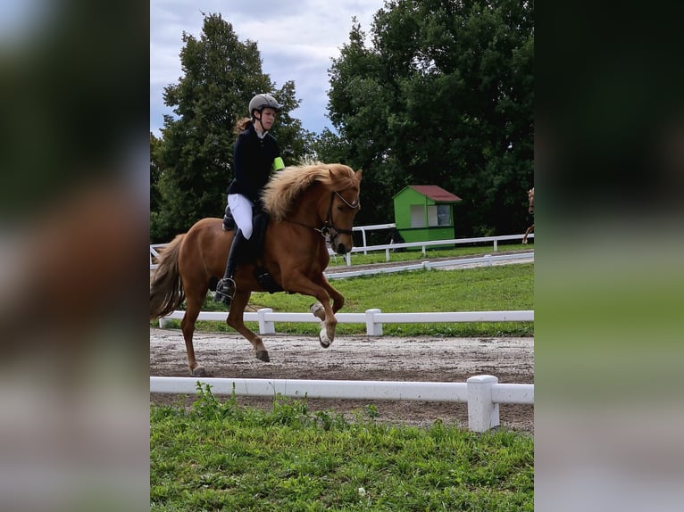 Caballos islandeses Yegua 9 años 143 cm Alazán in Pirna