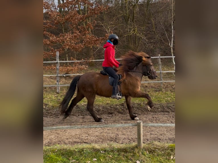 Caballos islandeses Yegua 9 años 143 cm Castaño oscuro in Teltow