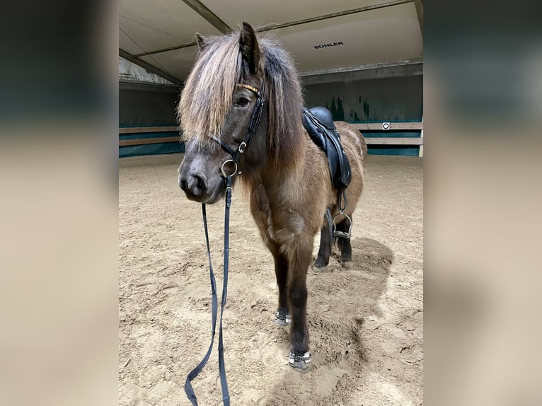 Caballos islandeses Yegua 9 años 143 cm Castaño oscuro in Teltow