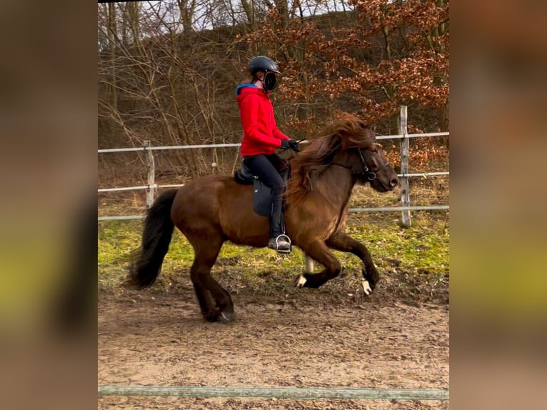 Caballos islandeses Yegua 9 años 143 cm Castaño oscuro in Teltow