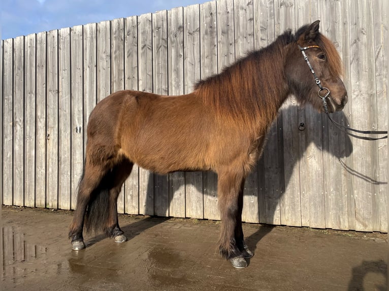 Caballos islandeses Yegua 9 años 143 cm Castaño oscuro in Teltow