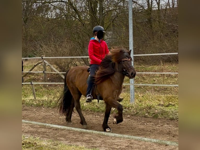 Caballos islandeses Yegua 9 años 143 cm Castaño oscuro in Teltow