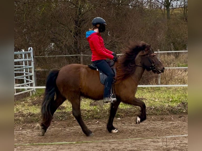 Caballos islandeses Yegua 9 años 143 cm Castaño oscuro in Teltow