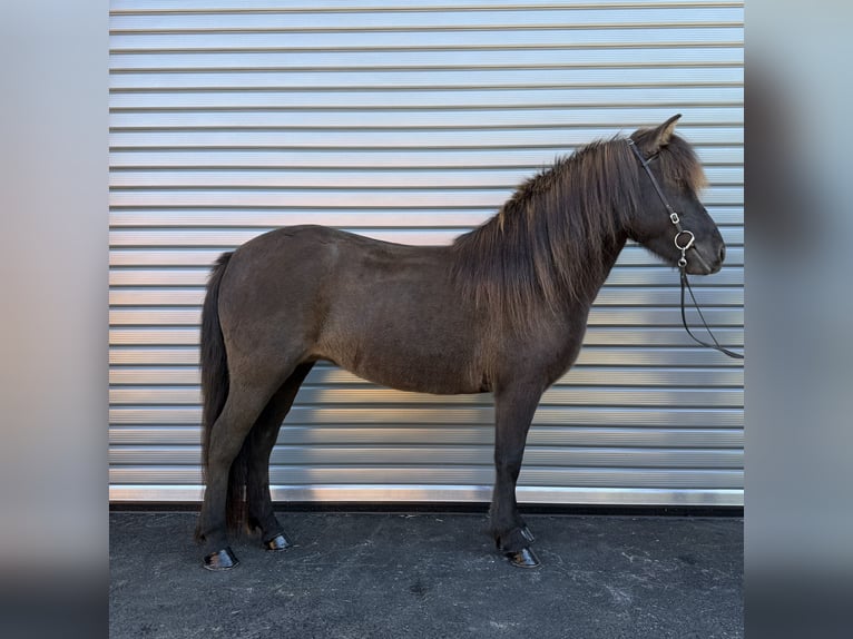 Caballos islandeses Yegua 9 años 143 cm Negro in Mining