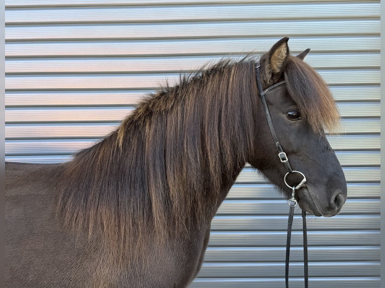 Caballos islandeses Yegua 9 años 143 cm Negro in Mining