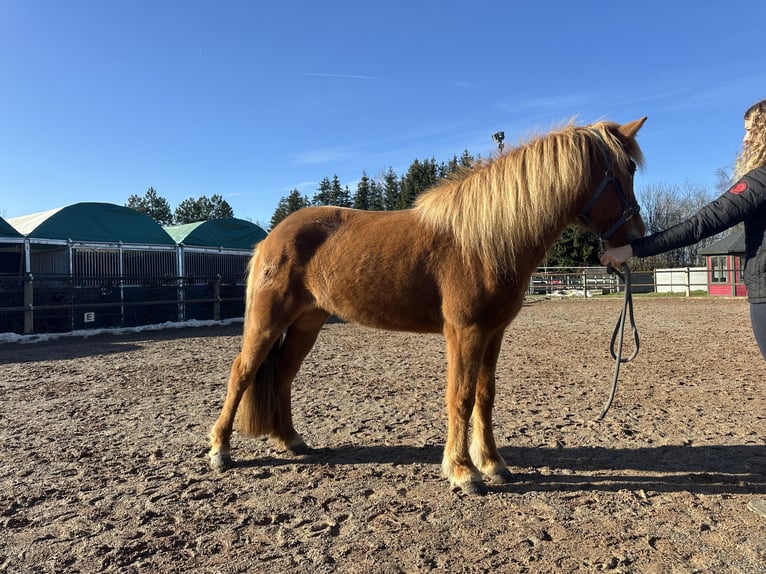 Caballos islandeses Yegua 9 años 144 cm Alazán in Fronreute