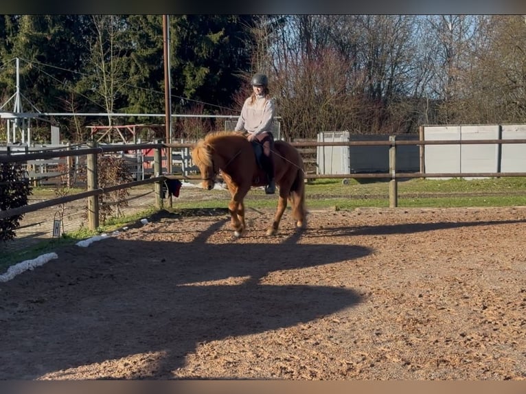 Caballos islandeses Yegua 9 años 144 cm Alazán in Fronreute