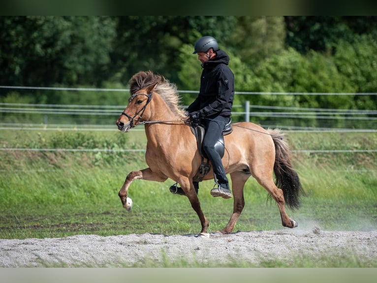 Caballos islandeses Yegua 9 años 144 cm Castaño claro in Seedorf