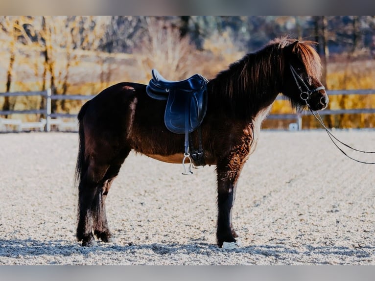 Caballos islandeses Yegua 9 años 144 cm Negro in Taufkirchen an der Trattnach