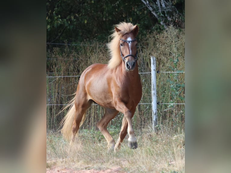 Caballos islandeses Yegua 9 años 147 cm Alazán in Waldmohr