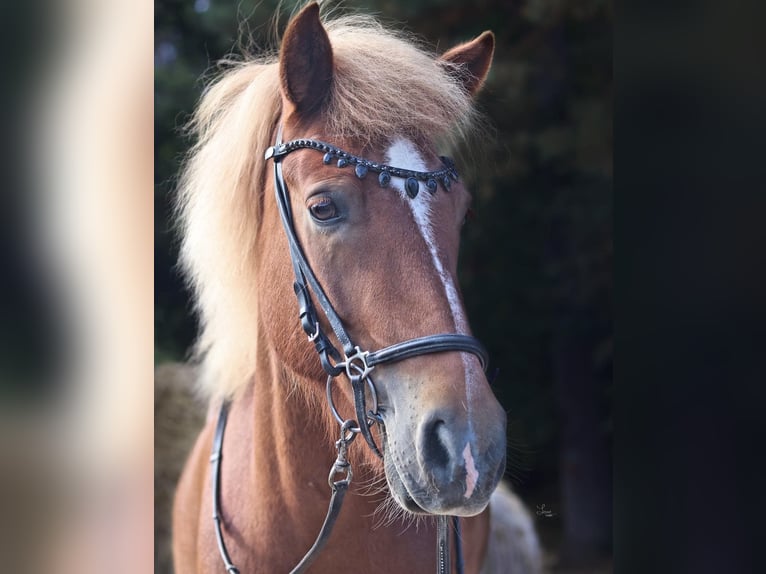 Caballos islandeses Yegua 9 años 147 cm Alazán in Waldmohr