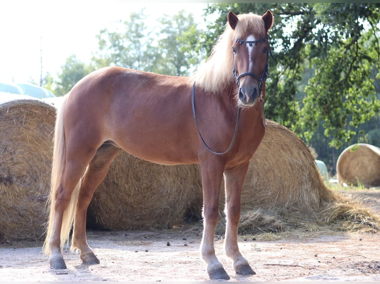 Caballos islandeses Yegua 9 años 147 cm Alazán in Waldmohr