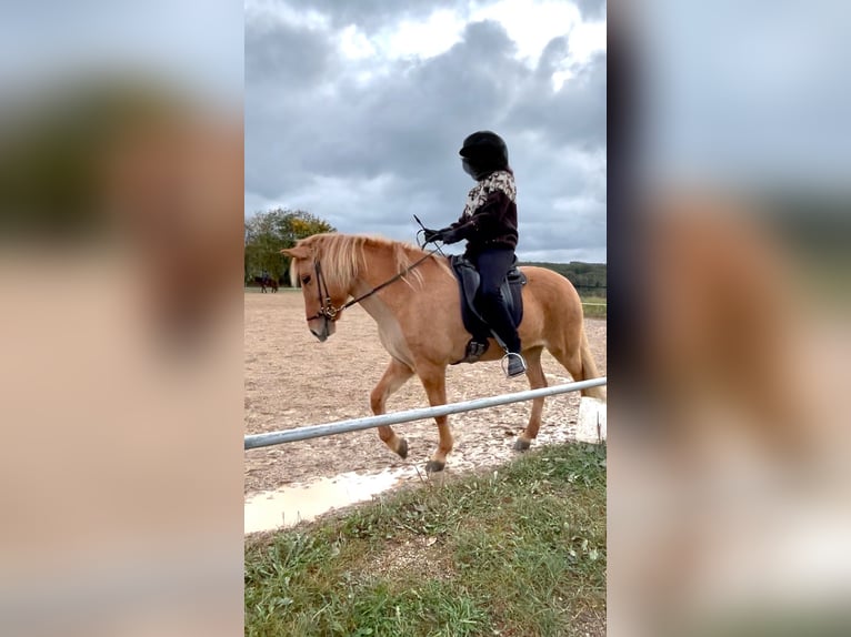 Caballos islandeses Yegua 9 años 147 cm Bayo in Altenberge