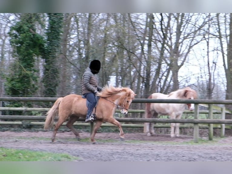 Caballos islandeses Yegua 9 años 147 cm Bayo in Altenberge