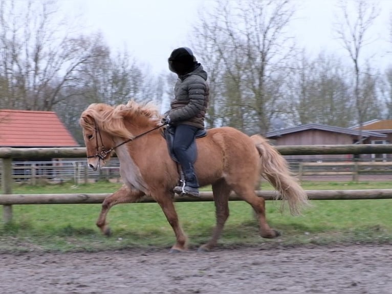 Caballos islandeses Yegua 9 años 147 cm Bayo in Altenberge